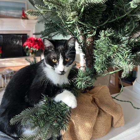 Enlarge Leyla, a Adoptable American Shorthair in Brooklyn, NY image 1/6