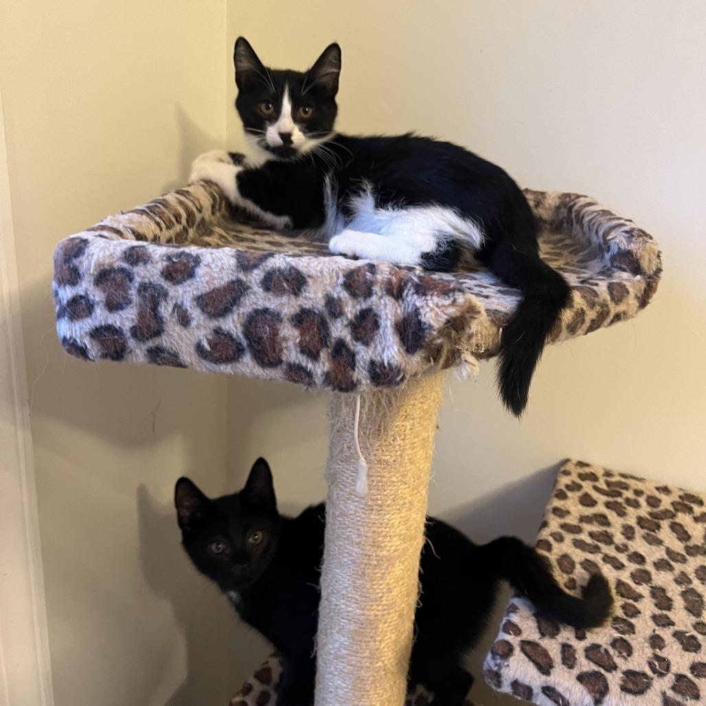 Enlarge Leyla, a Adoptable American Shorthair in Brooklyn, NY image 2/6