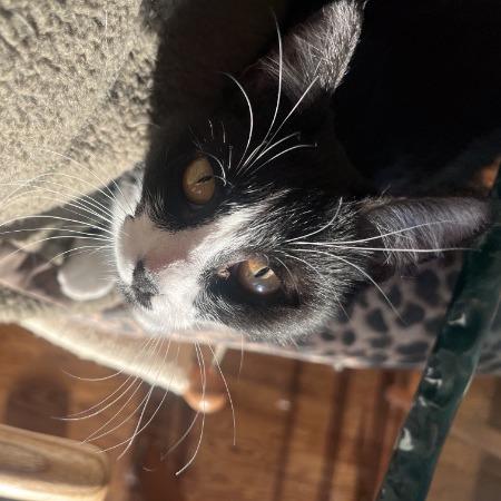 Enlarge Leyla, a Adoptable American Shorthair in Brooklyn, NY image 4/6