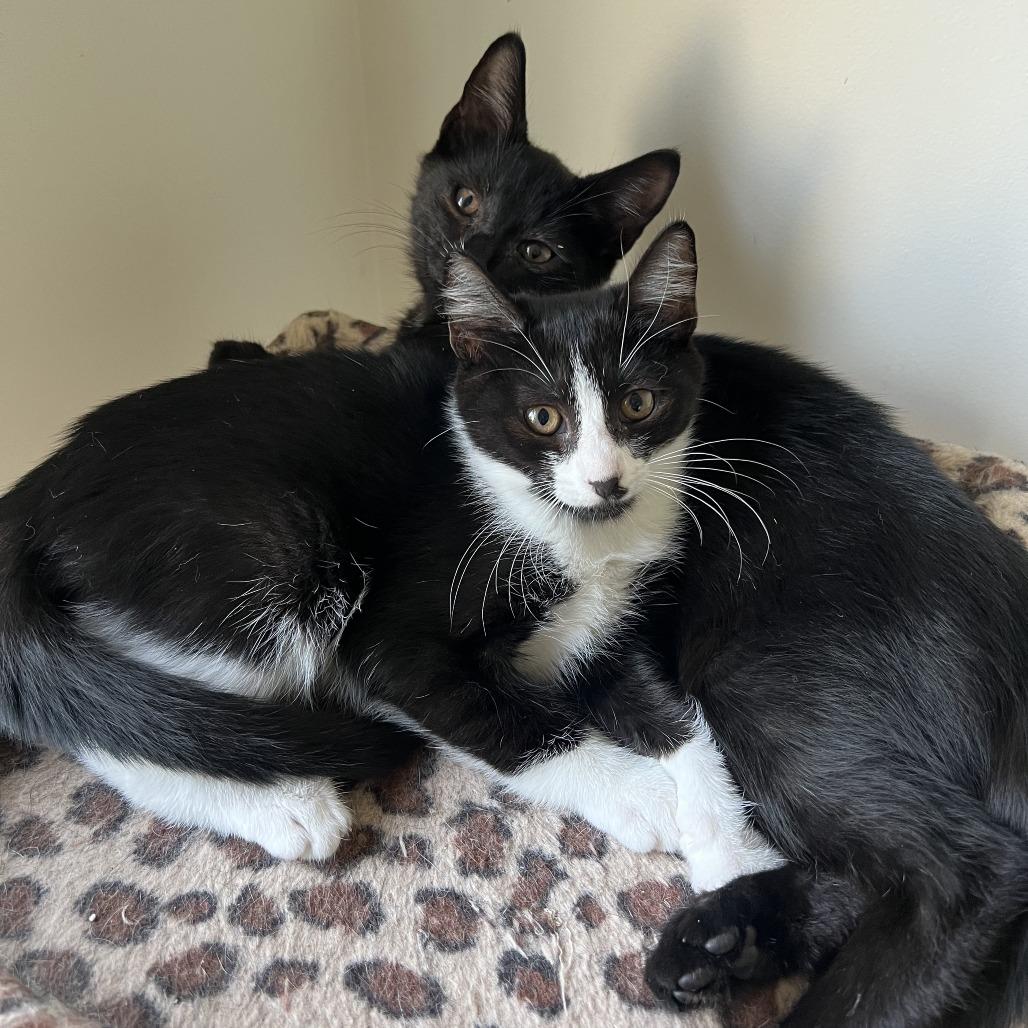 Enlarge Leyla, a Adoptable American Shorthair in Brooklyn, NY image 5/6