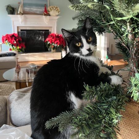 Enlarge Leyla, a Adoptable American Shorthair in Brooklyn, NY image 6/6