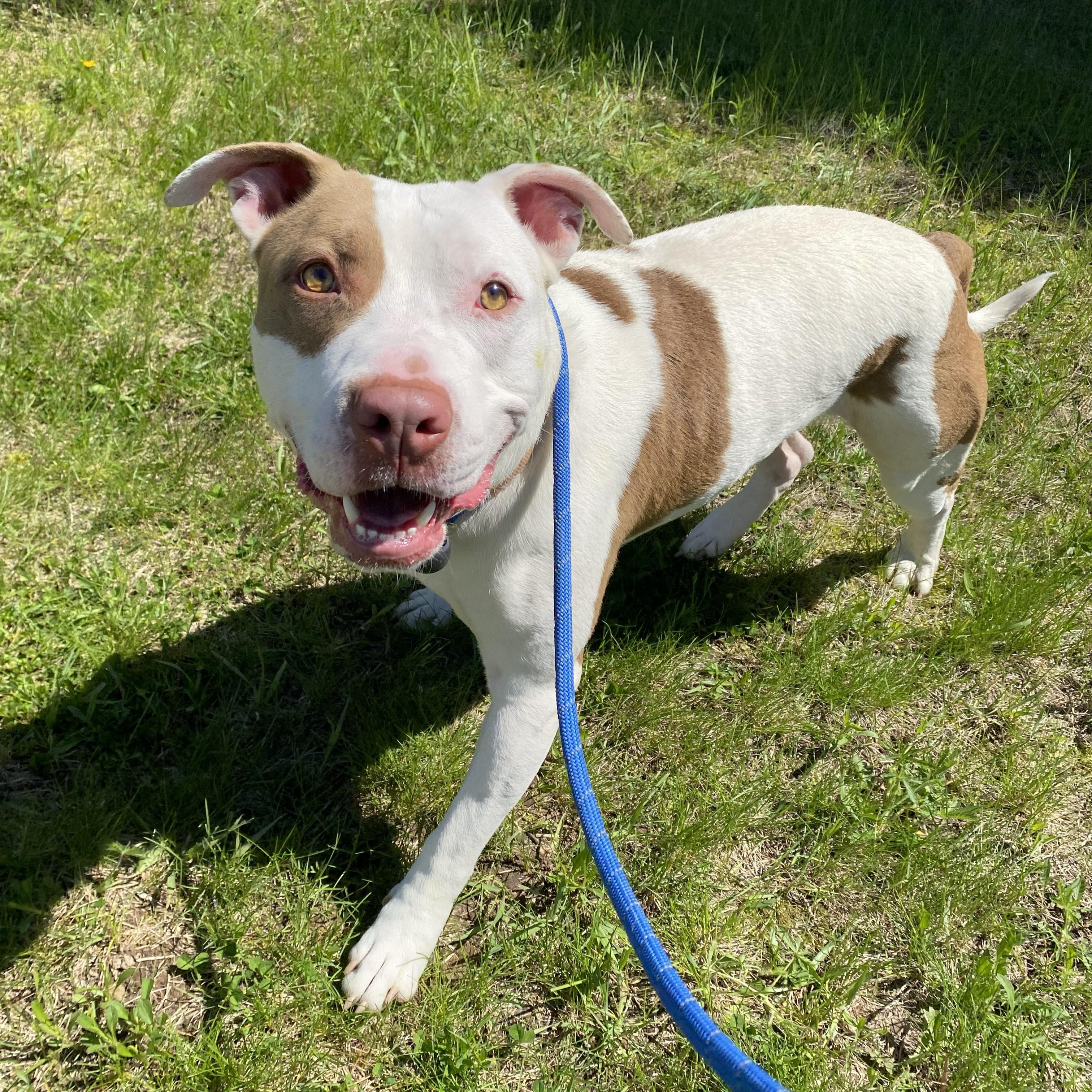 Enlarge Taz, a ADOPTABLE Pit Bull Terrier in Allegan, MI image 2/6