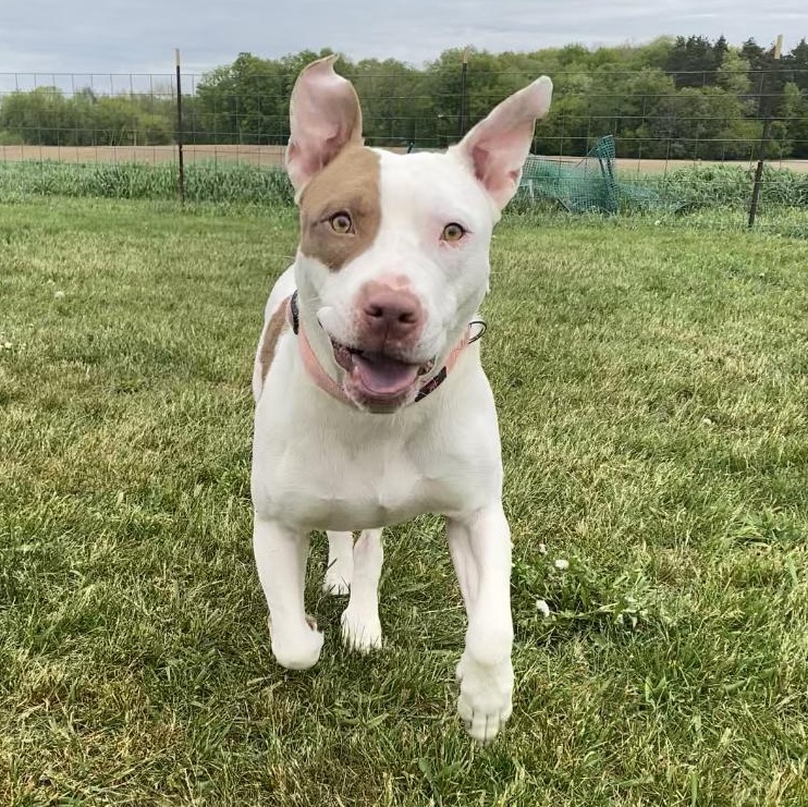 Enlarge Taz, a ADOPTABLE Pit Bull Terrier in Allegan, MI image 3/6