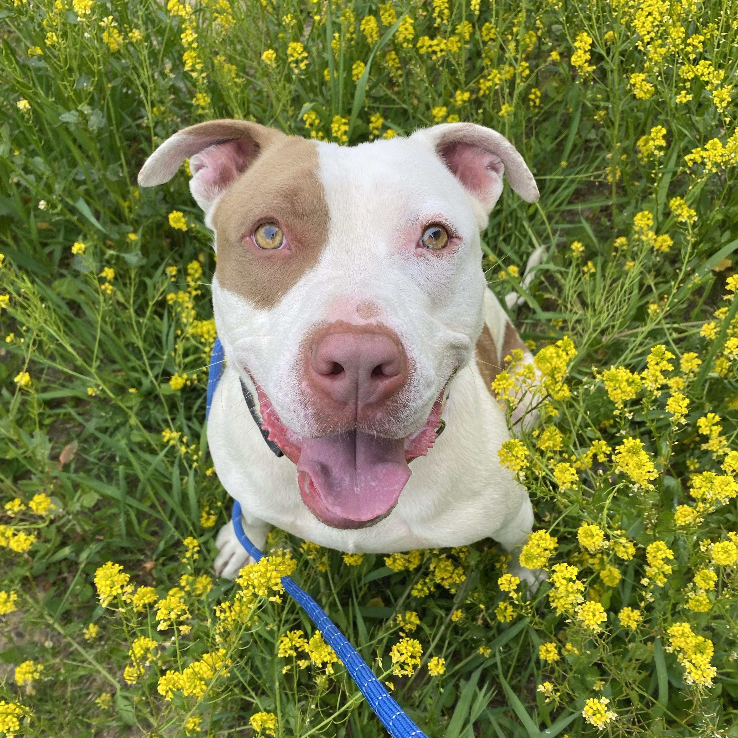 Enlarge Taz, a ADOPTABLE Pit Bull Terrier in Allegan, MI image 4/6