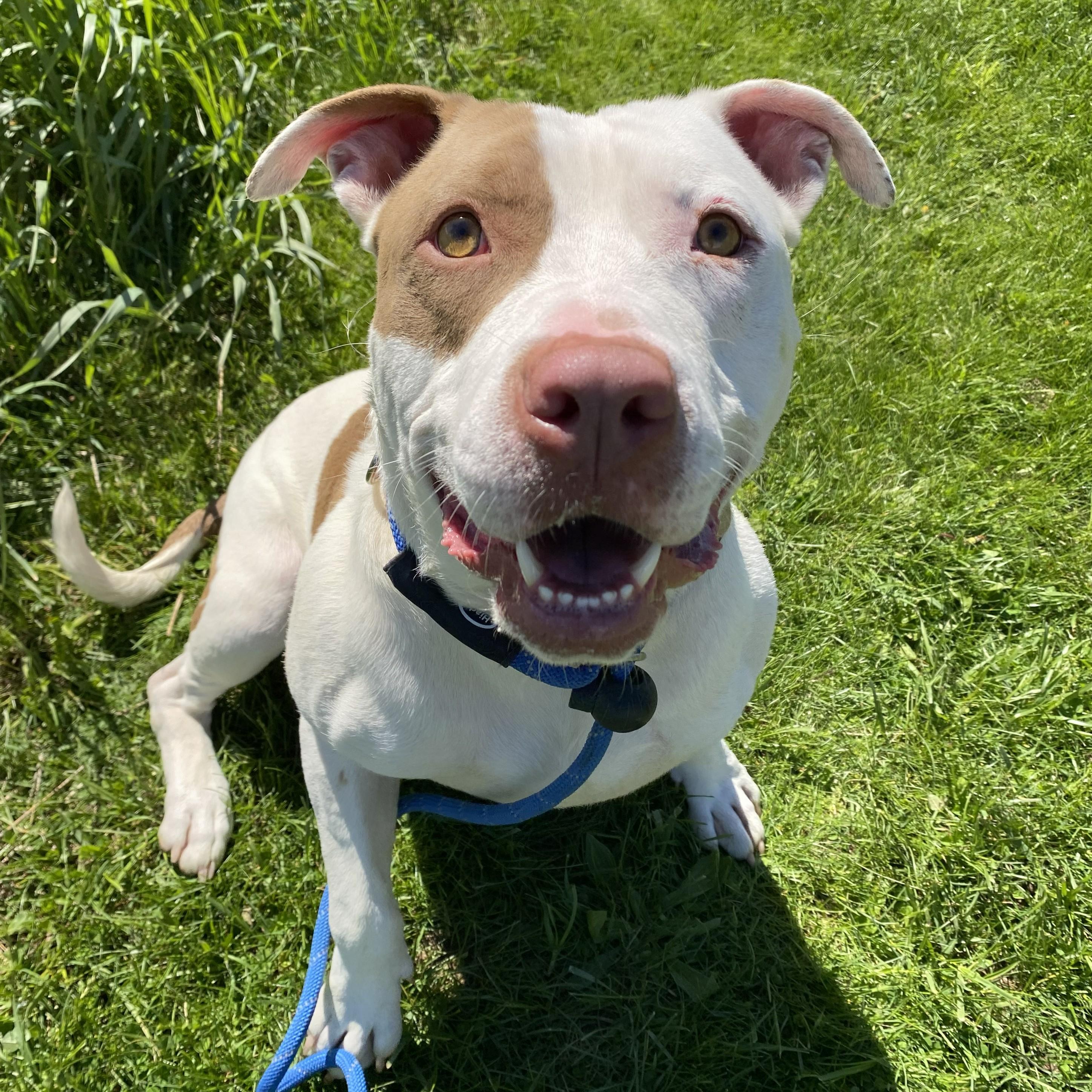 Enlarge Taz, a ADOPTABLE Pit Bull Terrier in Allegan, MI image 1/6