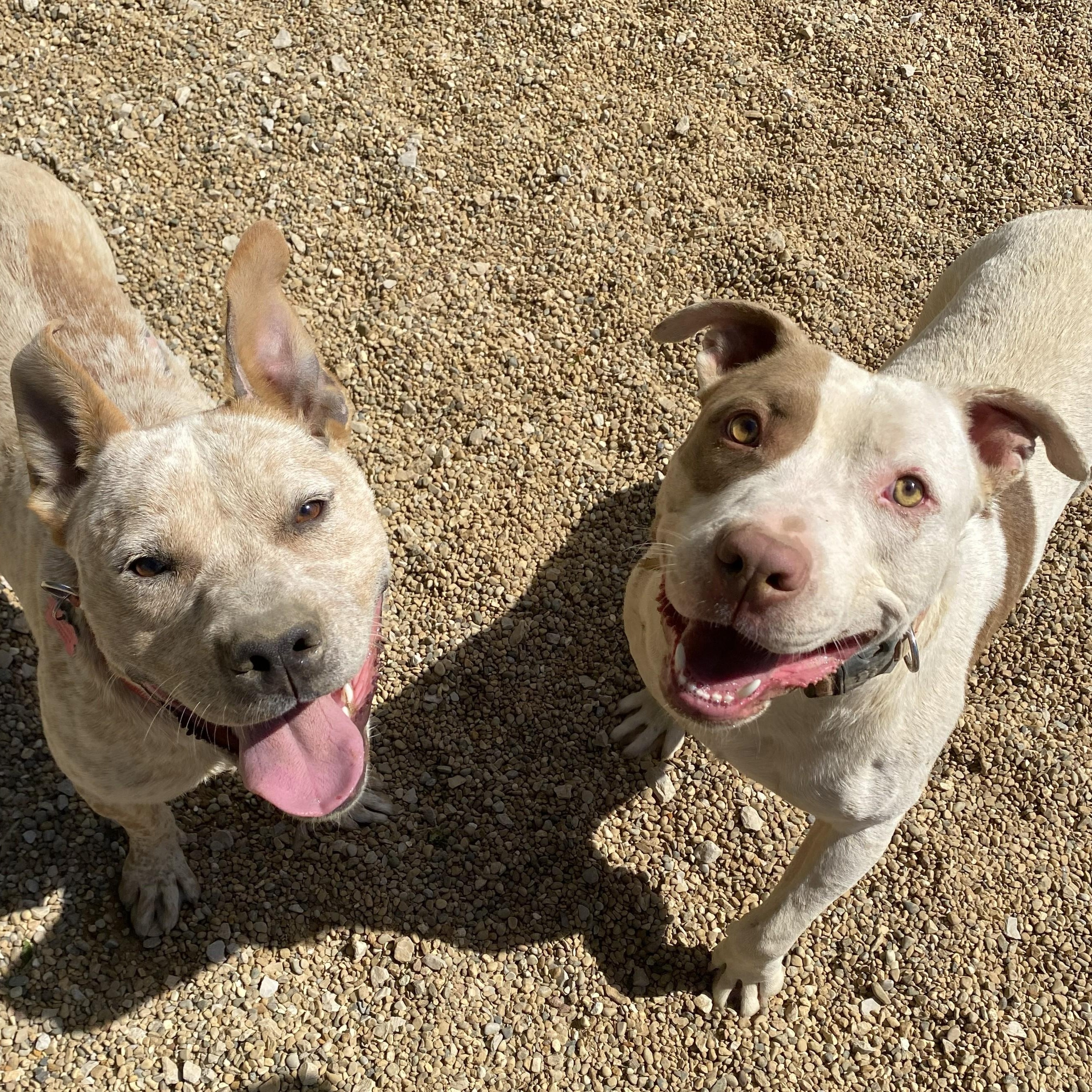 Enlarge Taz, a ADOPTABLE Pit Bull Terrier in Allegan, MI image 6/6