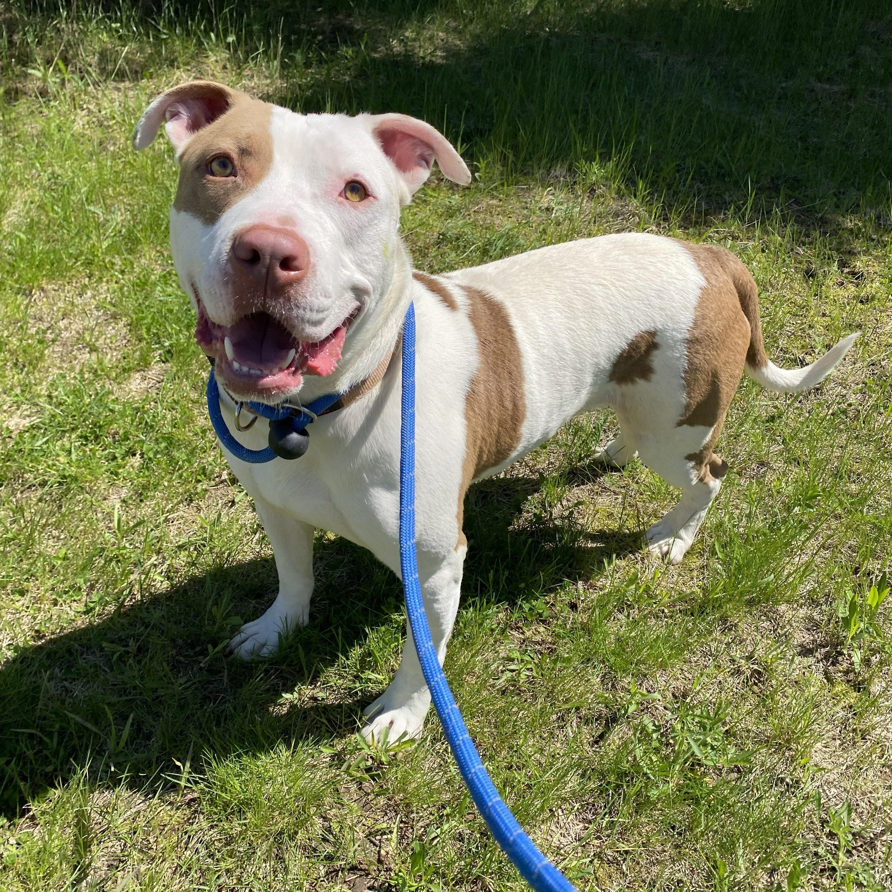 Enlarge Taz, a ADOPTABLE Pit Bull Terrier in Allegan, MI image 5/6