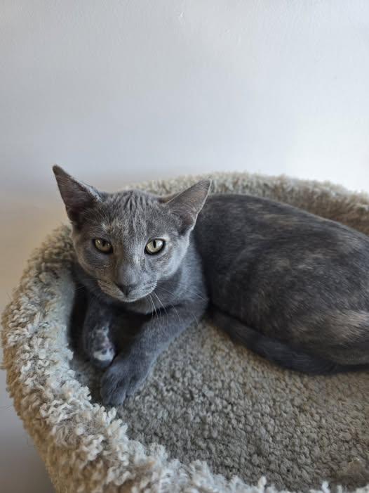 Macie, ADOPTABLE, Young Female Domestic Short Hair.