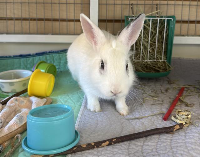 ALFRED, Adoptable, Adult Male Bunny Rabbit.