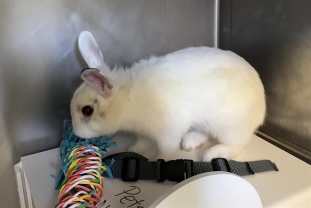 ALFRED, Adoptable, Adult Male Bunny Rabbit.