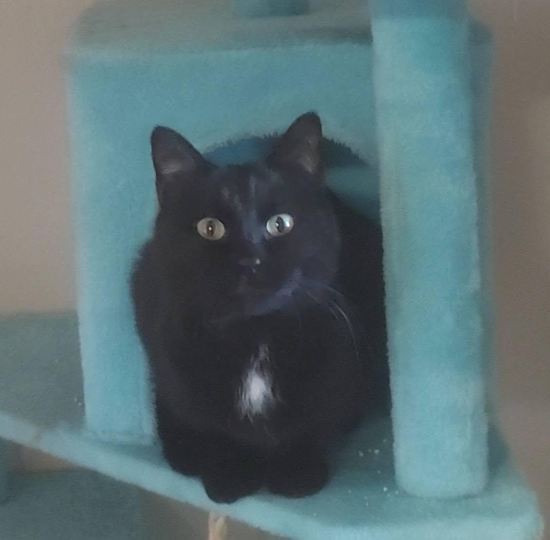 Enlarge Zemi, a ADOPTABLE Domestic Short Hair in Salt Lake City, UT image 3/3