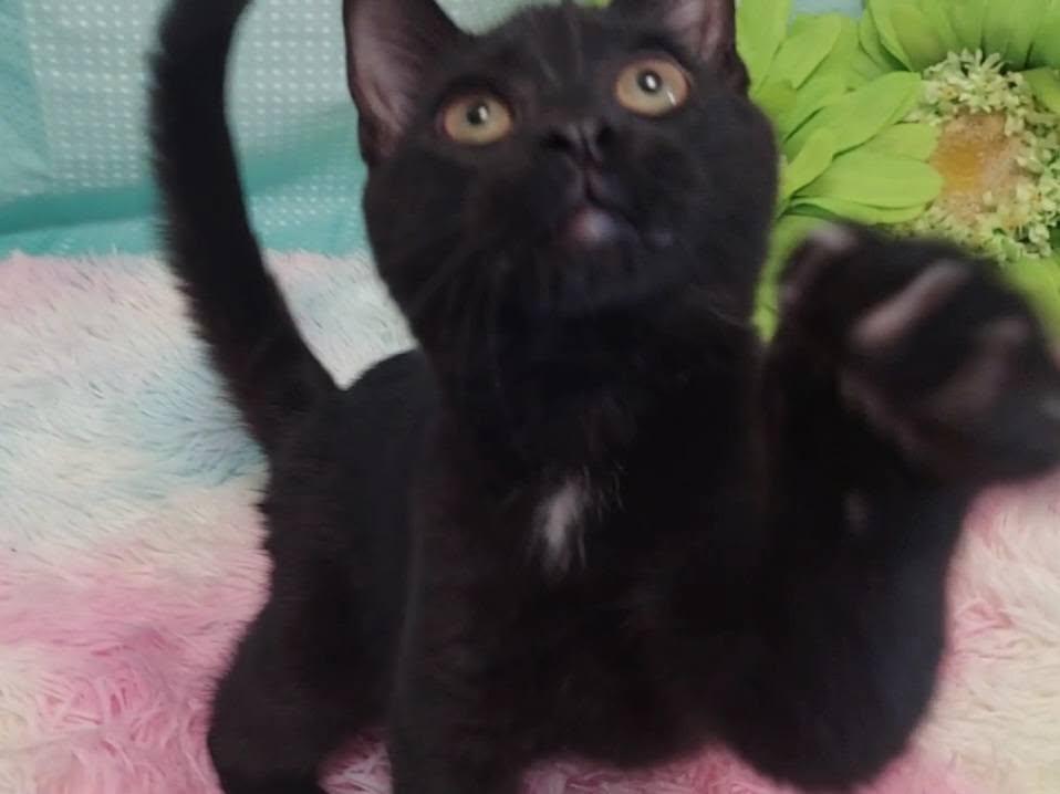 Enlarge Zemi, a ADOPTABLE Domestic Short Hair in Salt Lake City, UT image 2/3