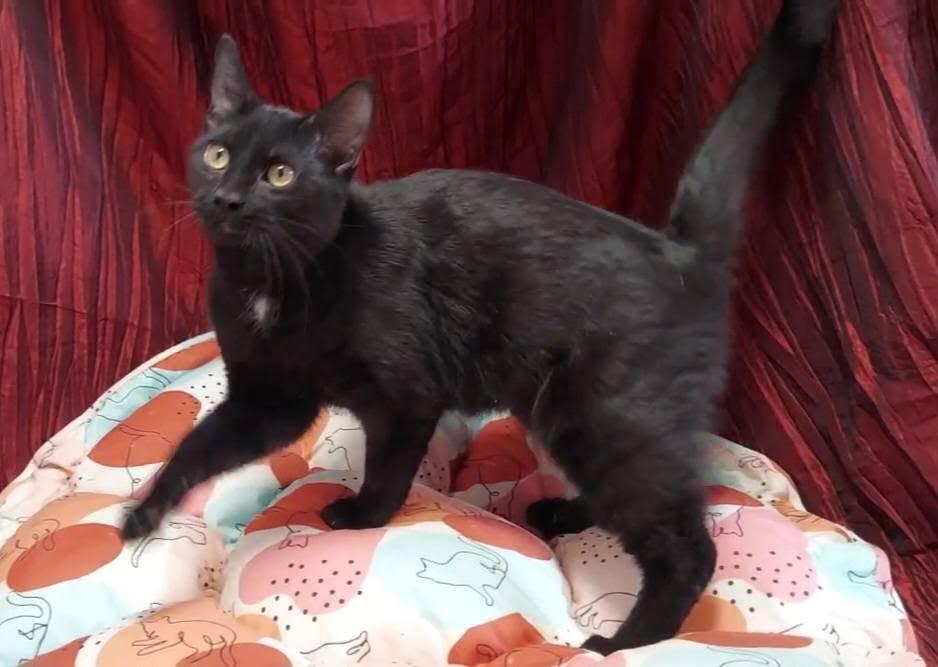 Enlarge Zemi, a ADOPTABLE Domestic Short Hair in Salt Lake City, UT image 1/3