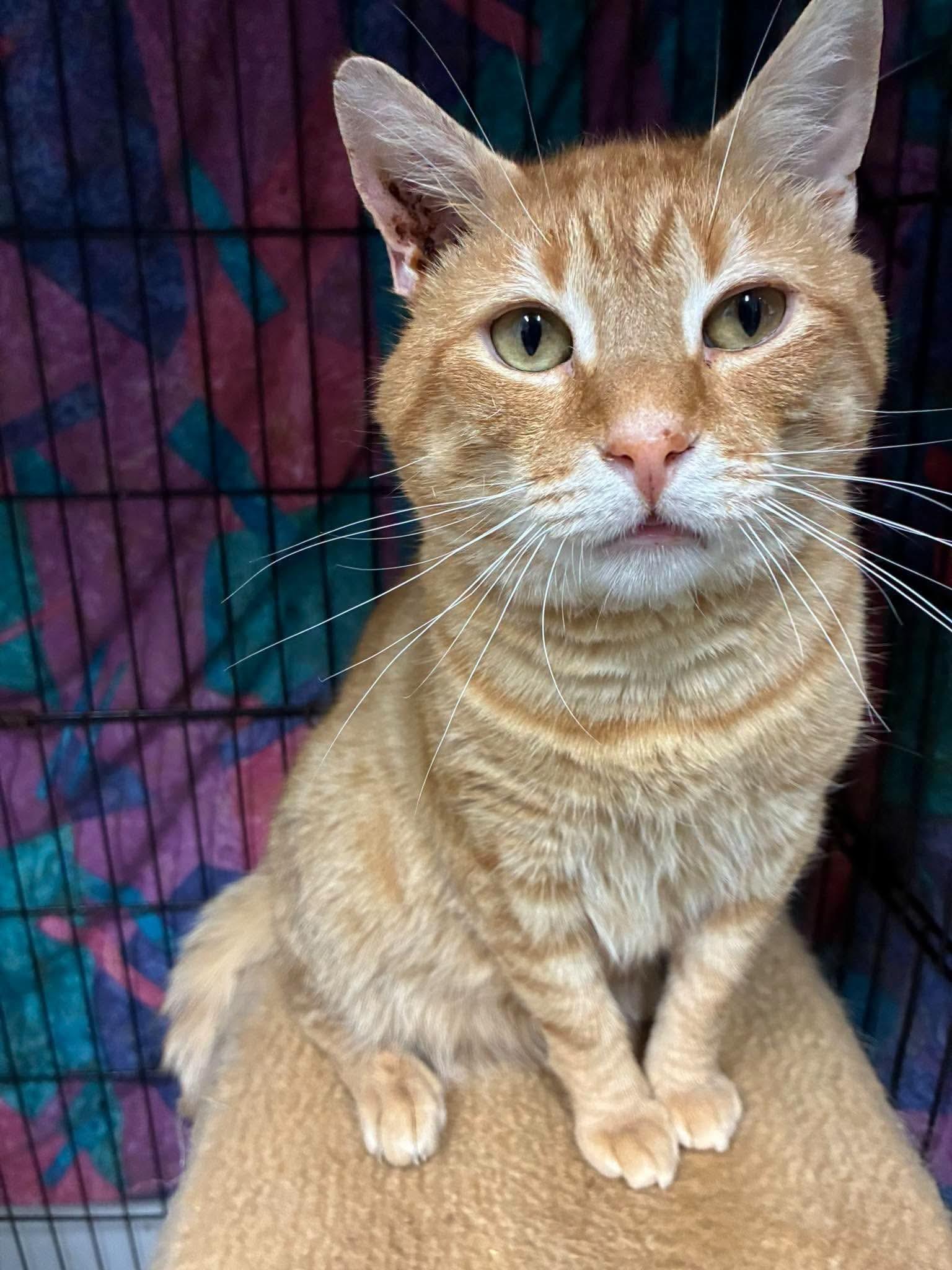 Frankie Beans - semi special needs, Adoptable, Adult Male Domestic Short Hair.
