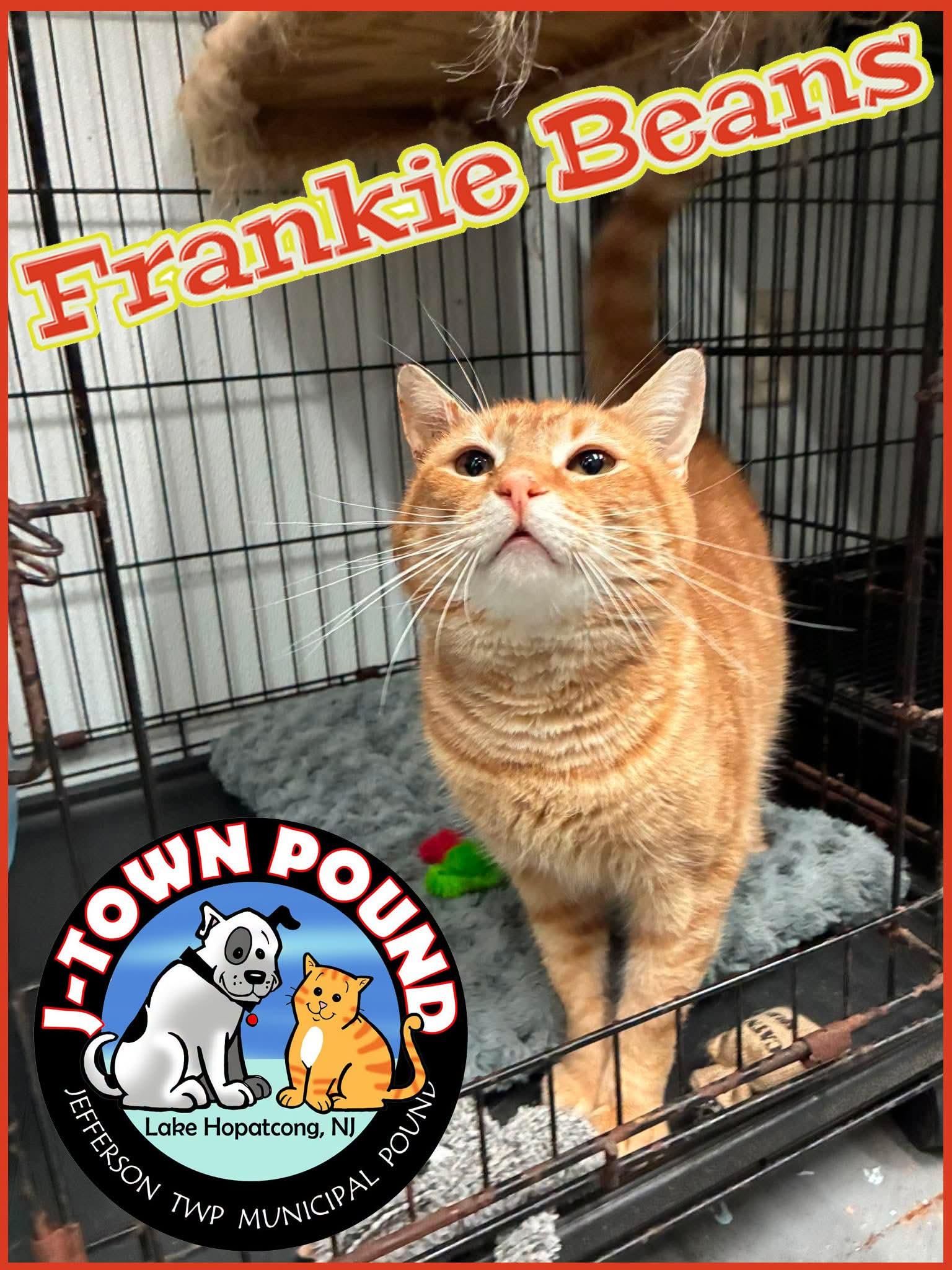 Enlarge Frankie Beans - semi special needs, a Adoptable Domestic Short Hair in Lake Hopatcong, NJ image 3/4