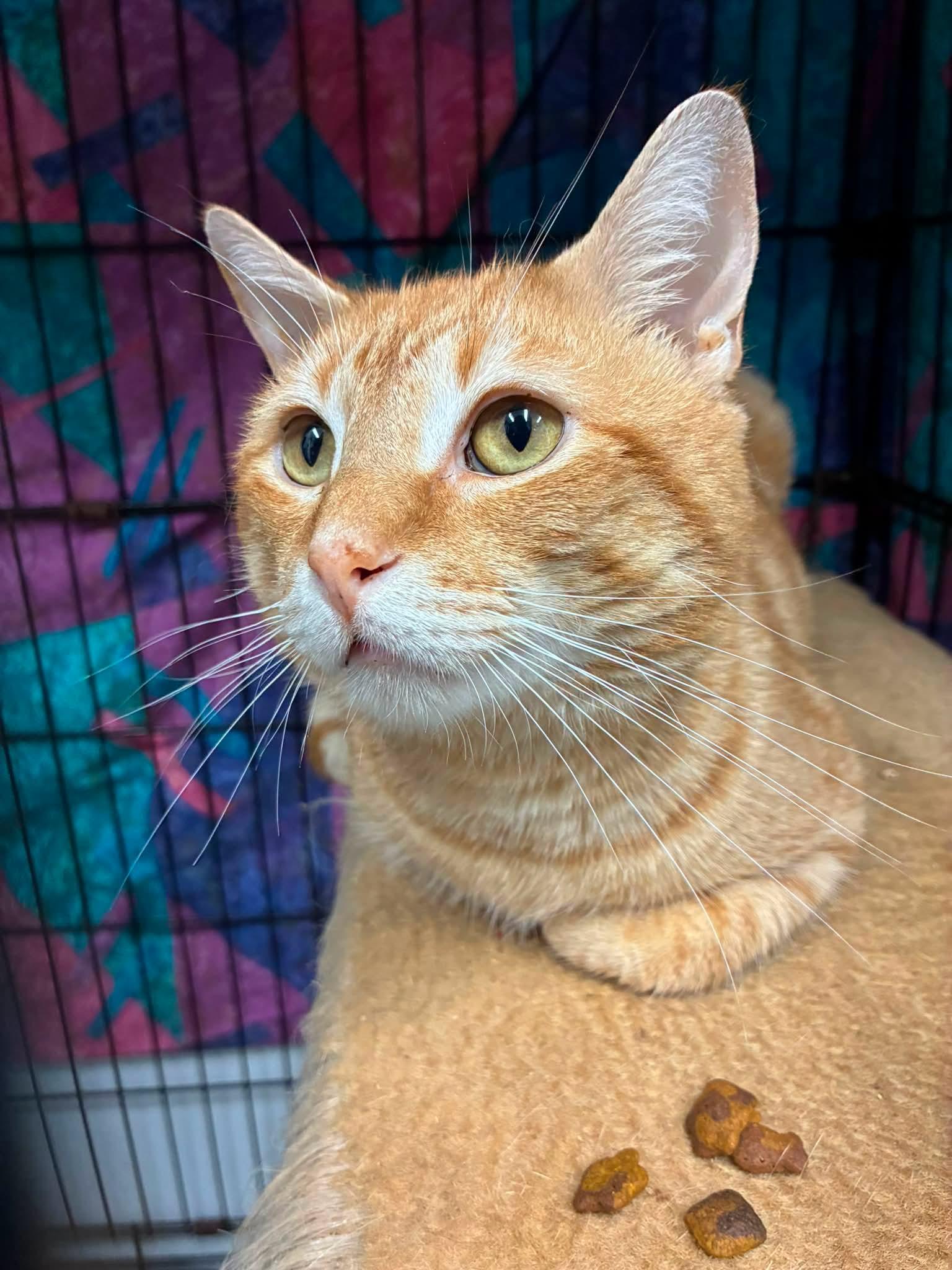Enlarge Frankie Beans - semi special needs, a Adoptable Domestic Short Hair in Lake Hopatcong, NJ image 2/4