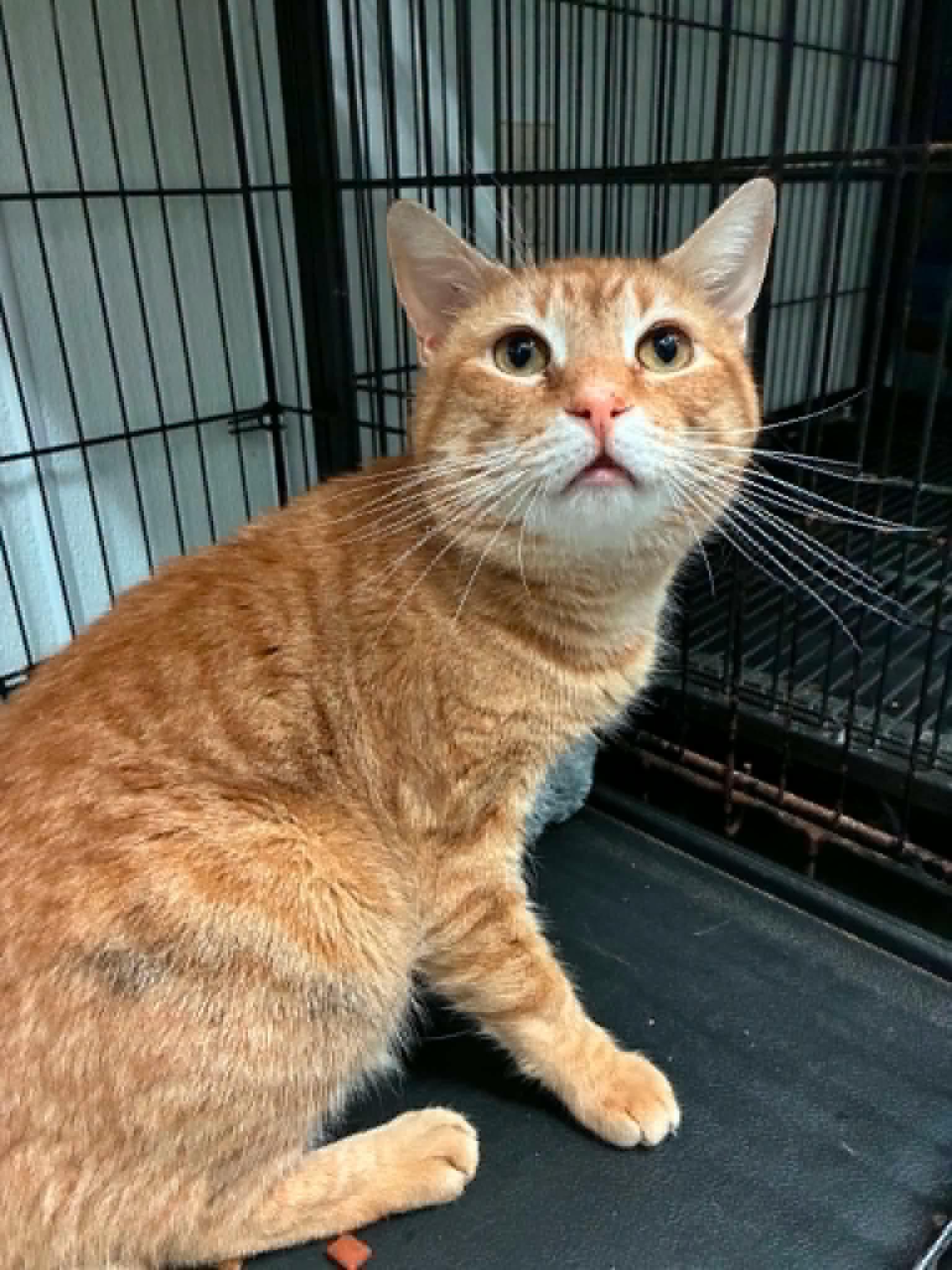 Enlarge Frankie Beans - semi special needs, a Adoptable Domestic Short Hair in Lake Hopatcong, NJ image 4/4