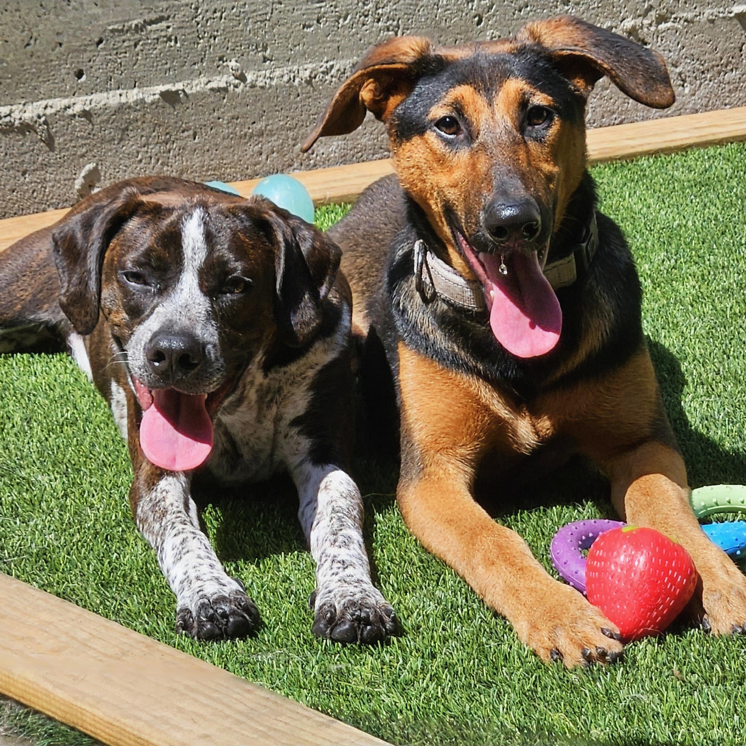 Enlarge Bonsai, a Adoptable mixed breed in Chicago, IL image 4/6