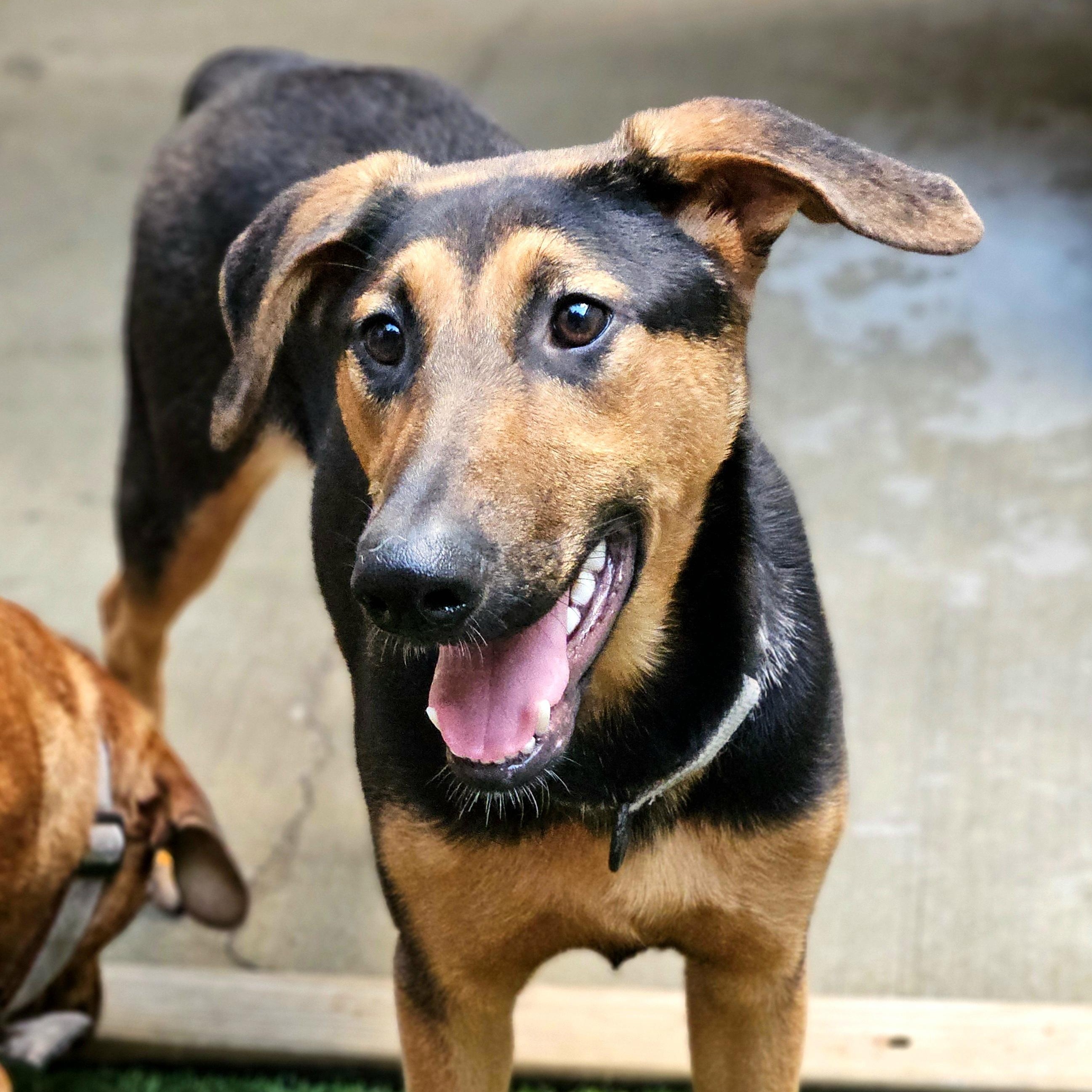 Enlarge Bonsai, a Adoptable mixed breed in Chicago, IL image 5/6