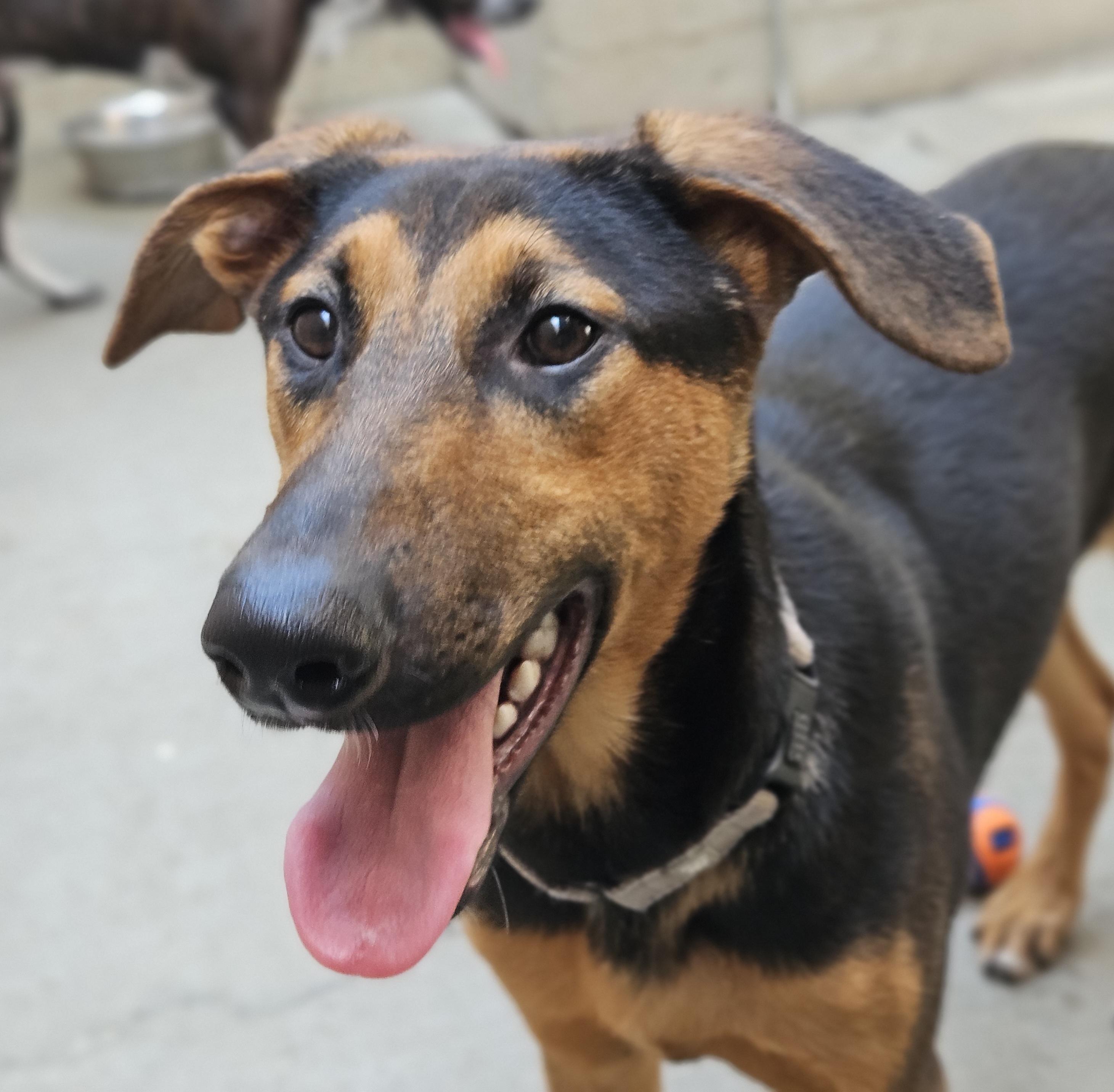 Enlarge Bonsai, a Adoptable mixed breed in Chicago, IL image 2/6