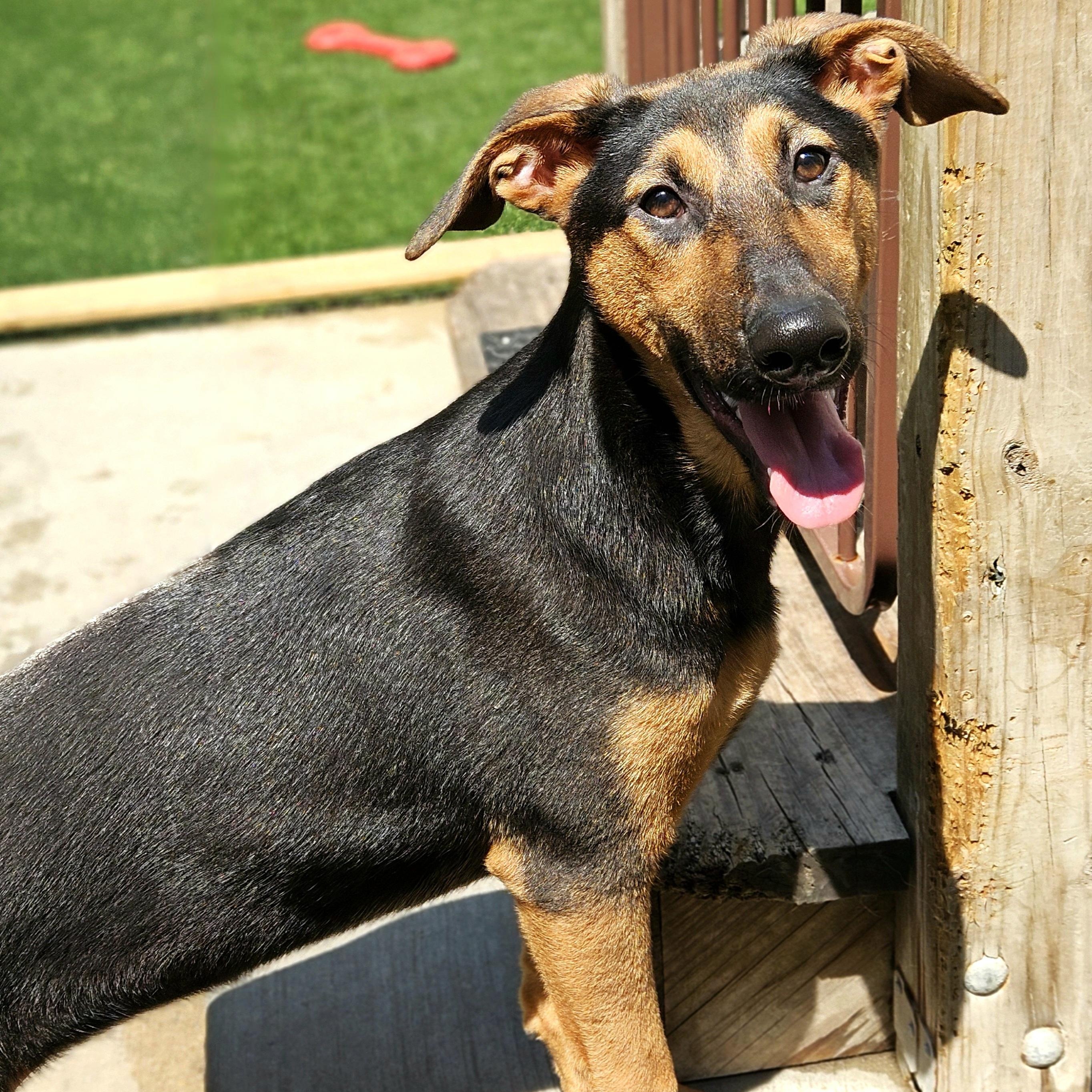 Enlarge Bonsai, a Adoptable mixed breed in Chicago, IL image 6/6