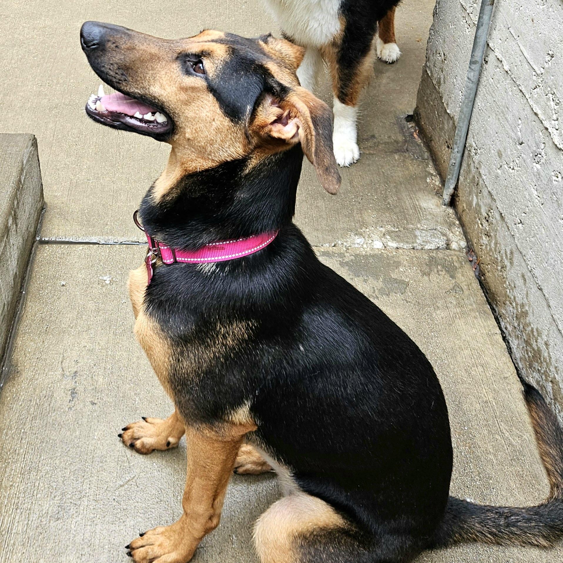 Enlarge Bonsai, a Adoptable mixed breed in Chicago, IL image 3/6