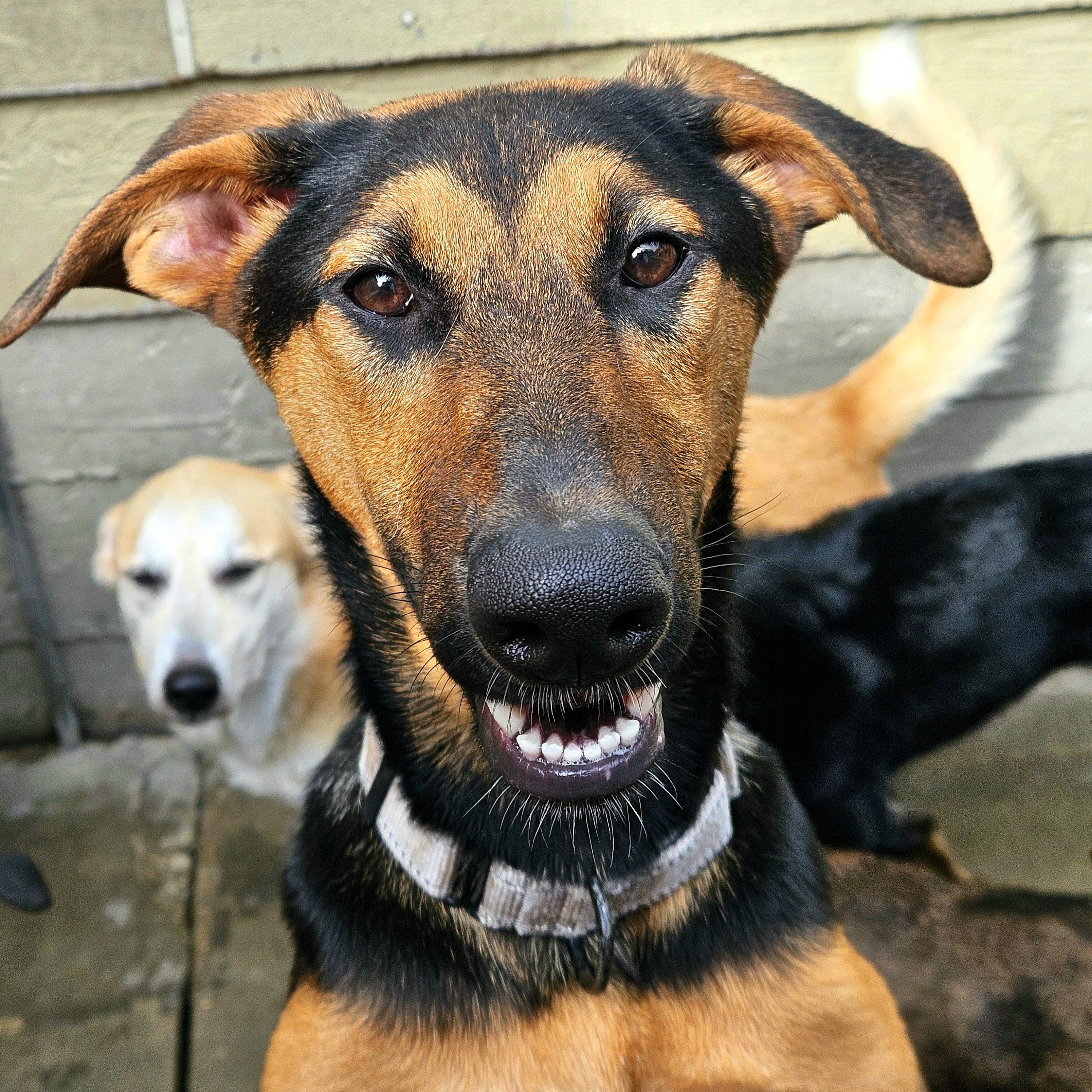 Enlarge Bonsai, a Adoptable mixed breed in Chicago, IL image 1/6