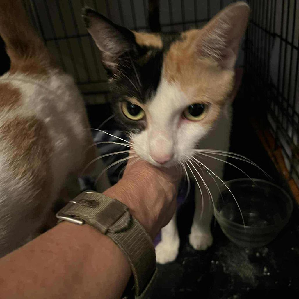 Enlarge Lorna, a Adoptable Domestic Short Hair in Huntington, WV image 1/2