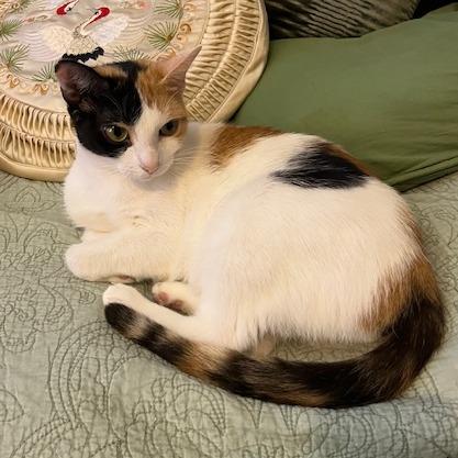 Enlarge Lorna, a Adoptable Domestic Short Hair in Huntington, WV image 2/2