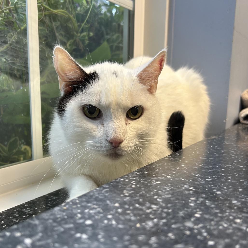 Panda, Adoptable, Senior Male Domestic Short Hair.