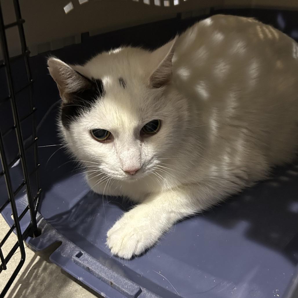 Enlarge Panda, a Adoptable Domestic Short Hair in Oyster Bay, NY image 2/2
