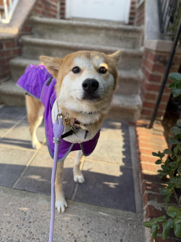 Ritto, Adoptable, Young Female Jindo.