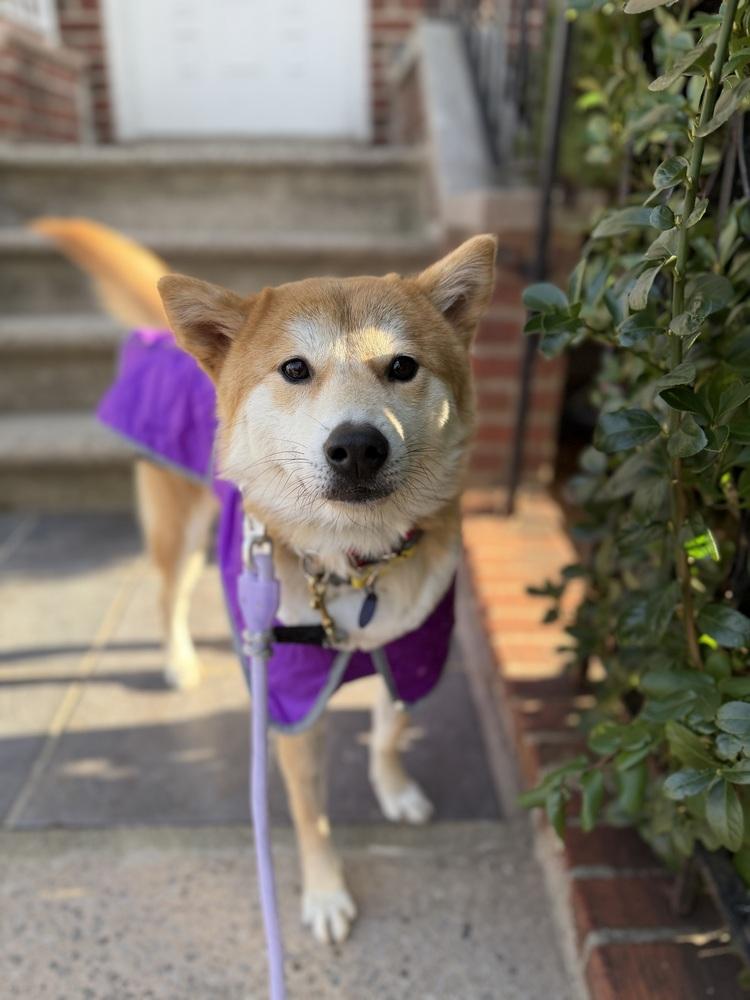 Enlarge Ritto, a Adoptable Jindo in Long Island City, NY image 2/5