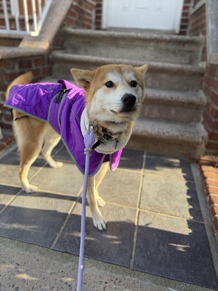 Enlarge Ritto, a Adoptable Jindo in Long Island City, NY image 3/5