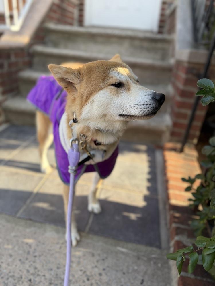 Enlarge Ritto, a Adoptable Jindo in Long Island City, NY image 4/5