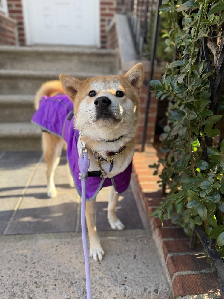 Enlarge Ritto, a Adoptable Jindo in Long Island City, NY image 5/5