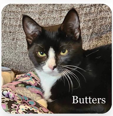 Butters, a Adoptable Domestic Short Hair in Manchester, CT image 2/2