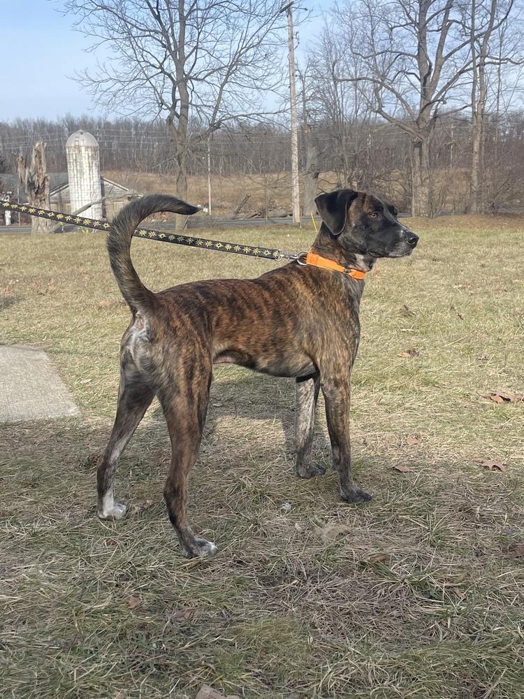 Enlarge Bugs, a Adoptable mixed breed in Kalamazoo, MI image 1/3