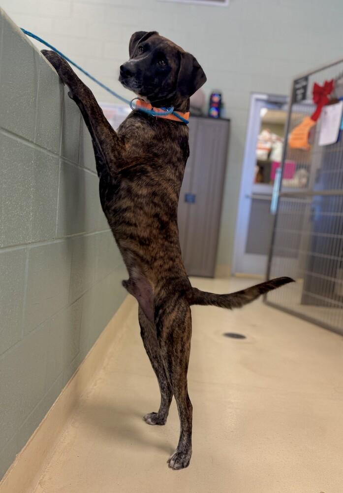 Bugs, a Adoptable mixed breed in Kalamazoo, MI image 1/2