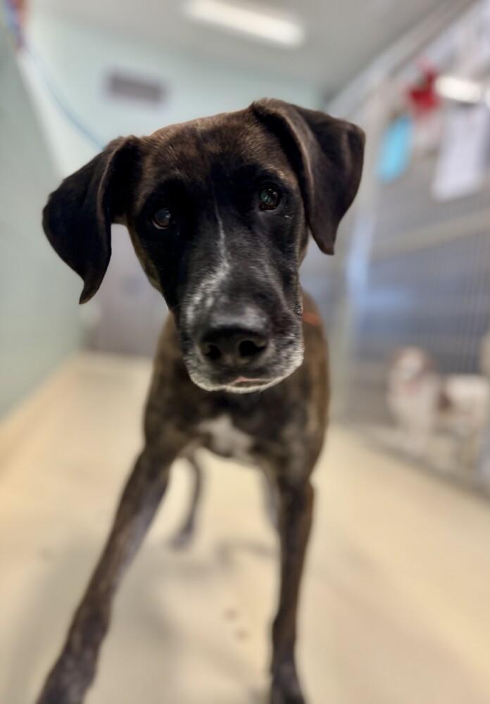 Bugs, a Adoptable mixed breed in Kalamazoo, MI image 2/2