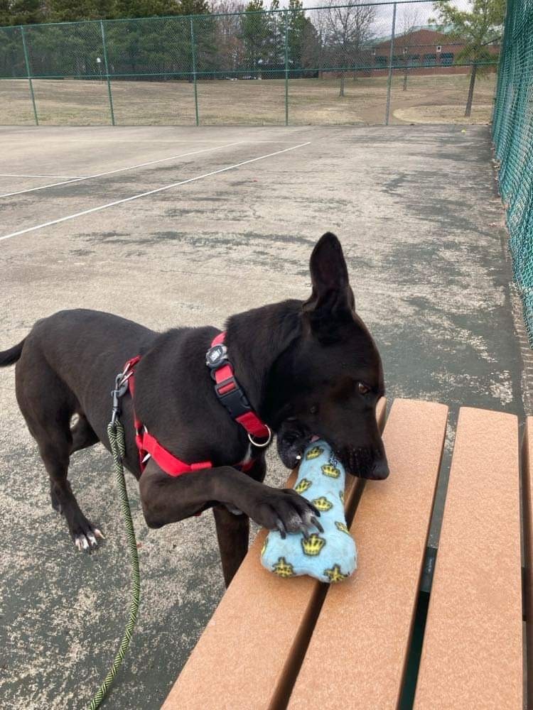 Beauty, Adopted, Adult Female Dutch Shepherd.