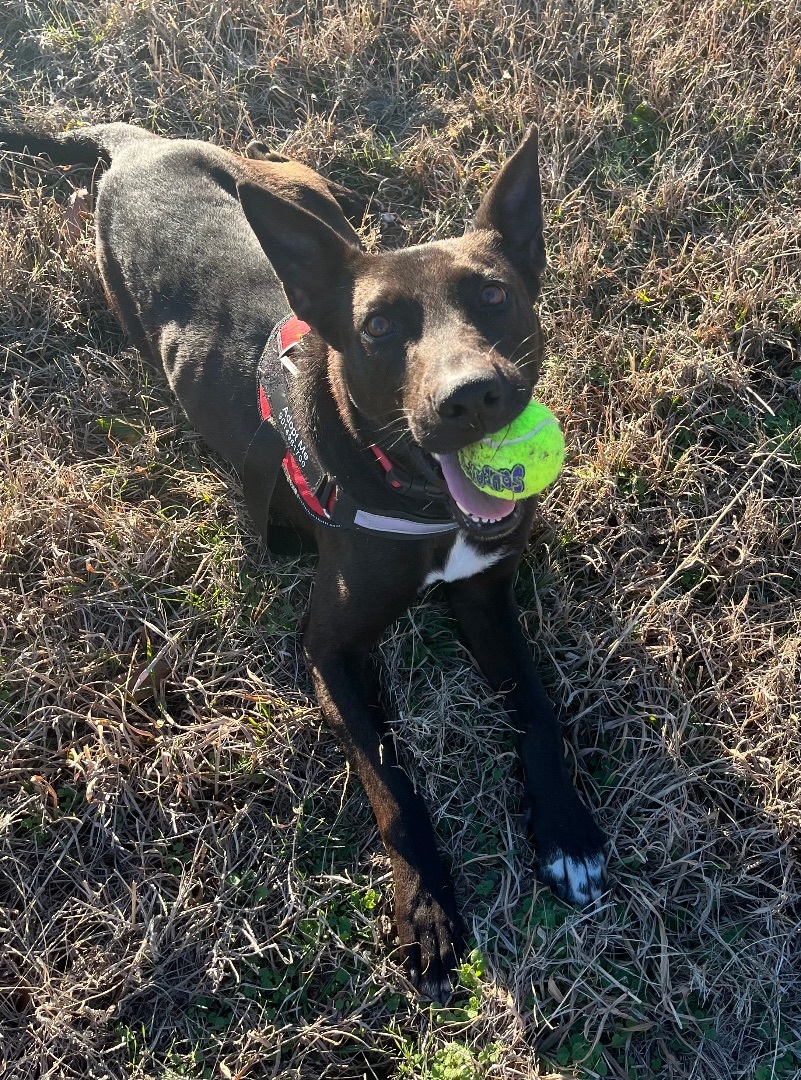 Enlarge Beauty, a Adopted mixed breed in Raleigh, NC image 3/6