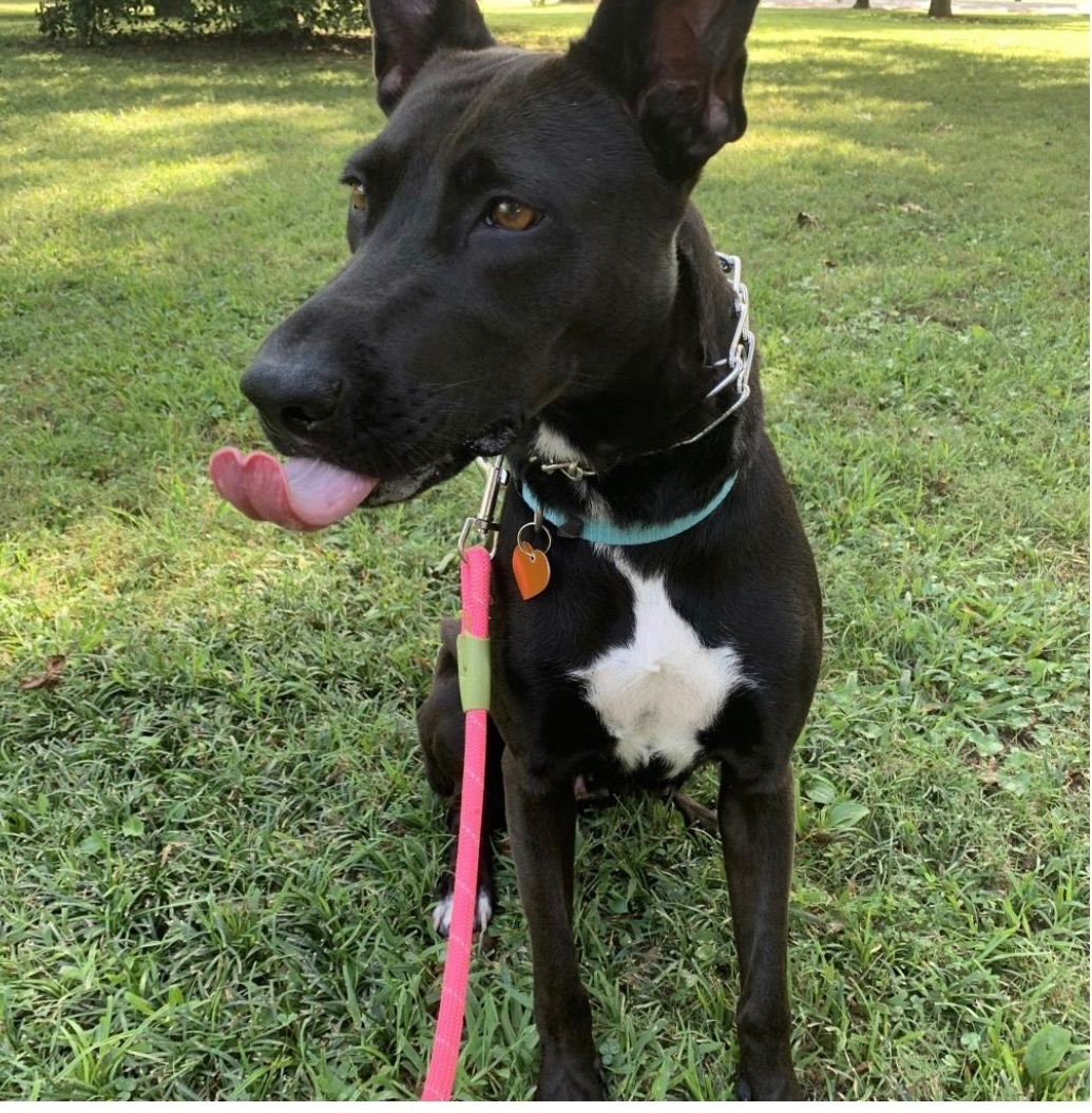 Enlarge Beauty, a Adopted mixed breed in Raleigh, NC image 5/6