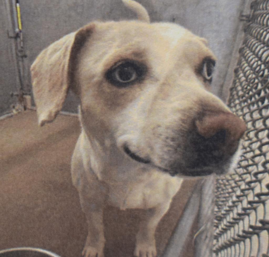 Enlarge Ivy (A109851), a Adoptable mixed breed in Pahrump, NV image 1/1