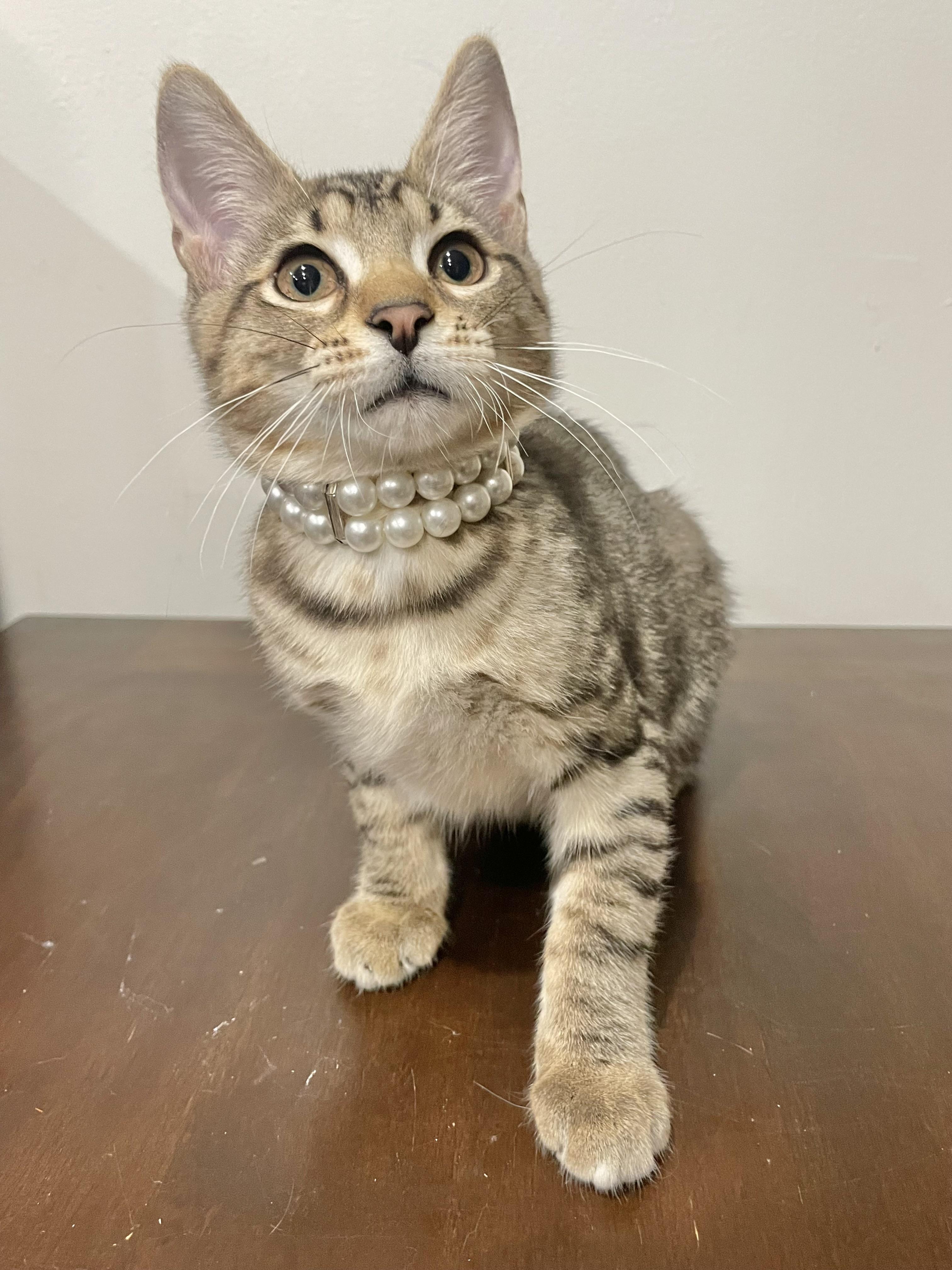 Enlarge Kiwi, a ADOPTABLE Domestic Short Hair in Bayside, NY image 6/6
