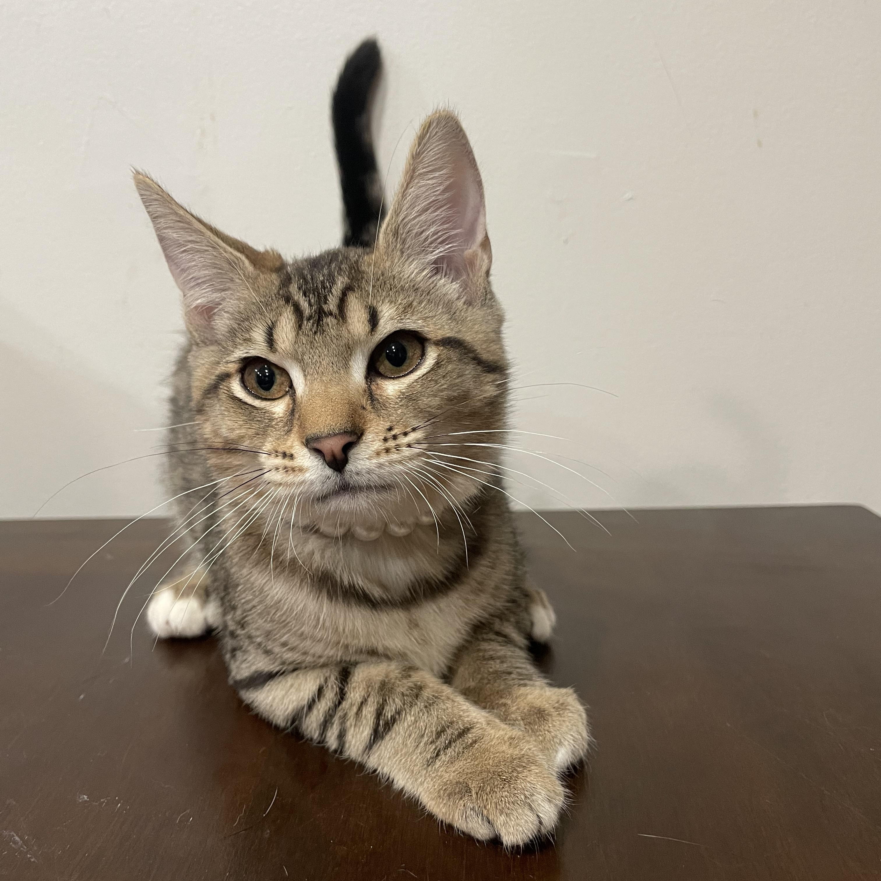 Enlarge Kiwi, a ADOPTABLE Domestic Short Hair in Bayside, NY image 3/6