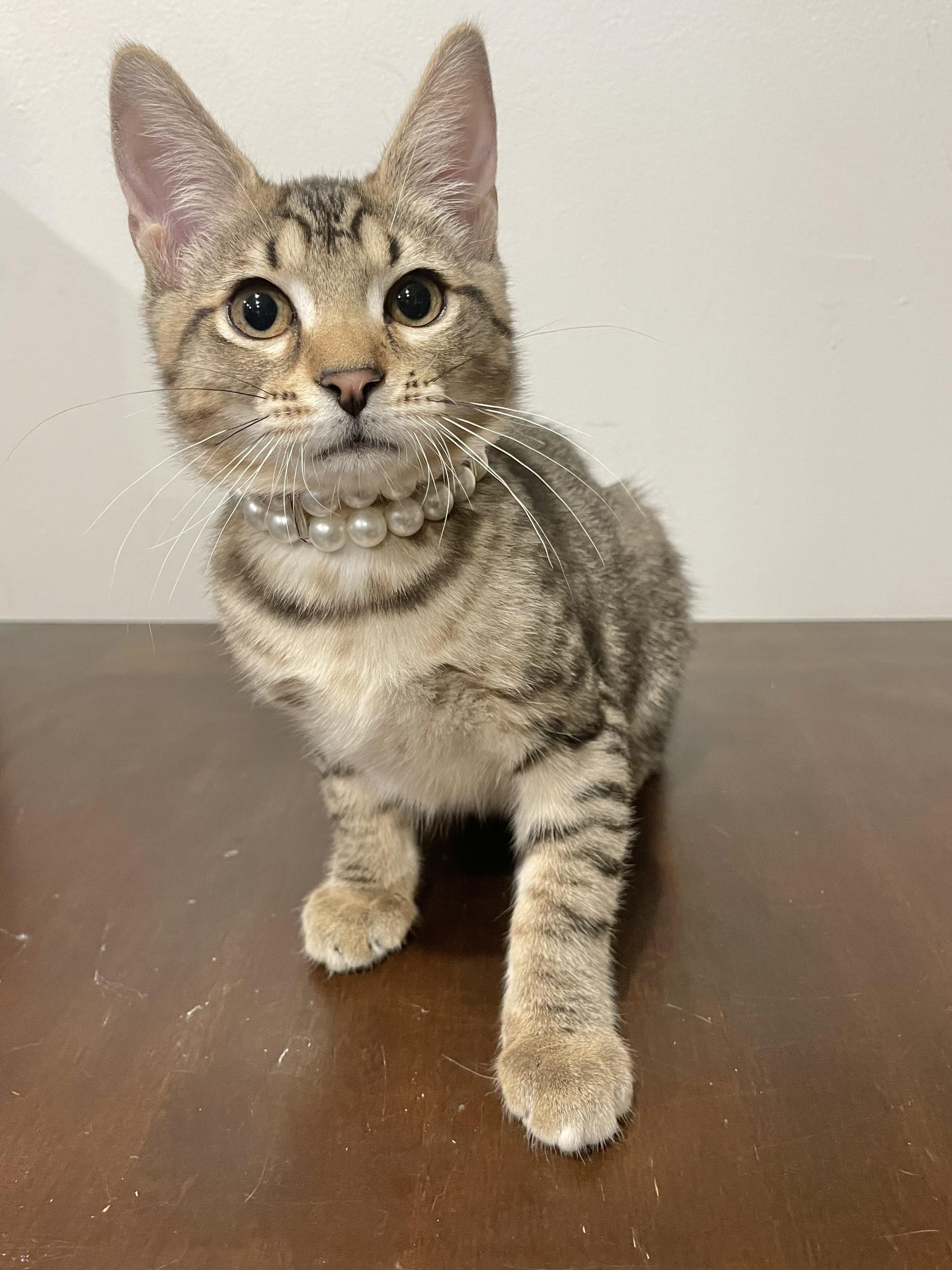 Kiwi, ADOPTABLE, Kitten Female Domestic Short Hair.