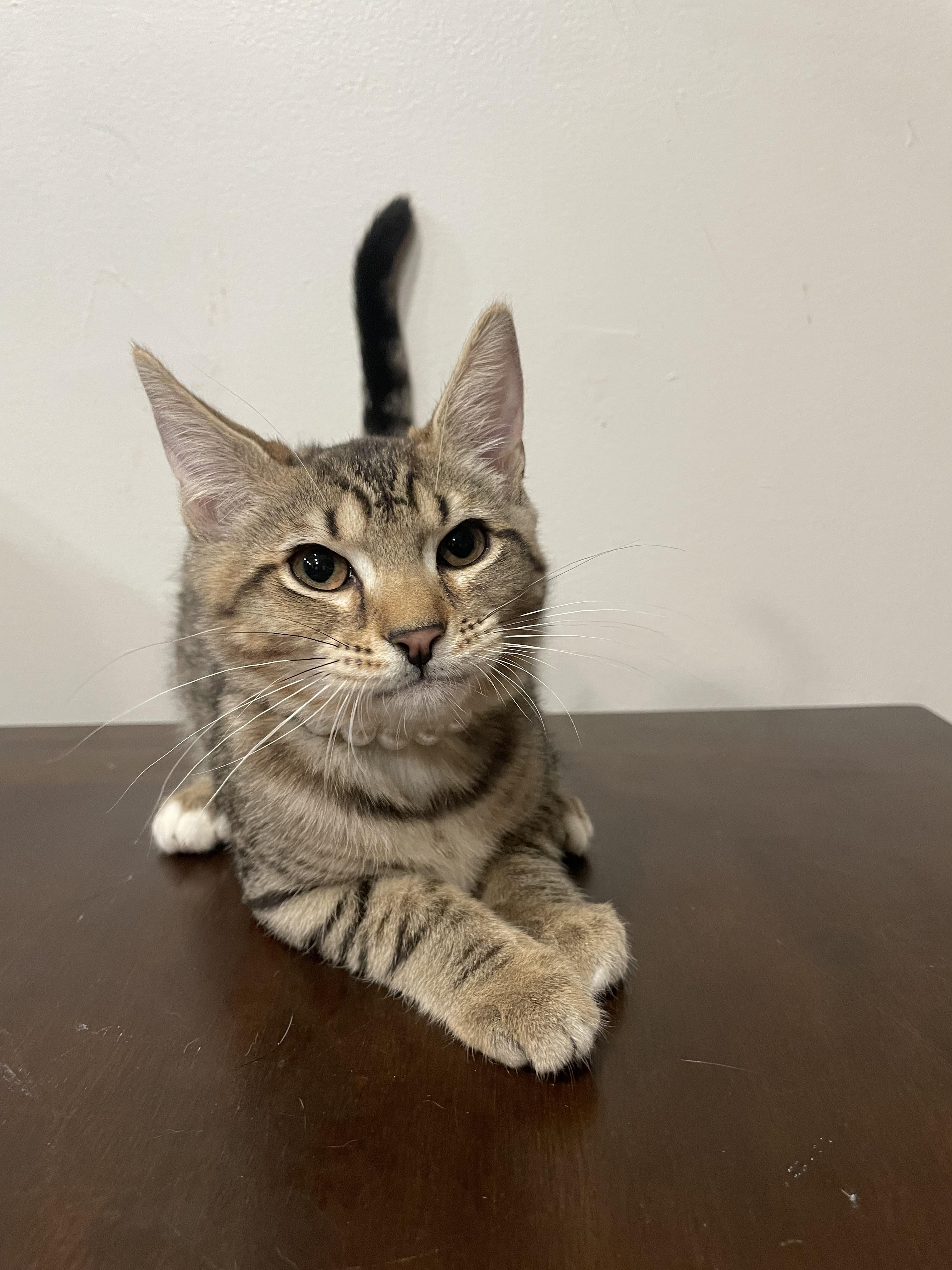 Enlarge Kiwi, a ADOPTABLE Domestic Short Hair in Bayside, NY image 2/6
