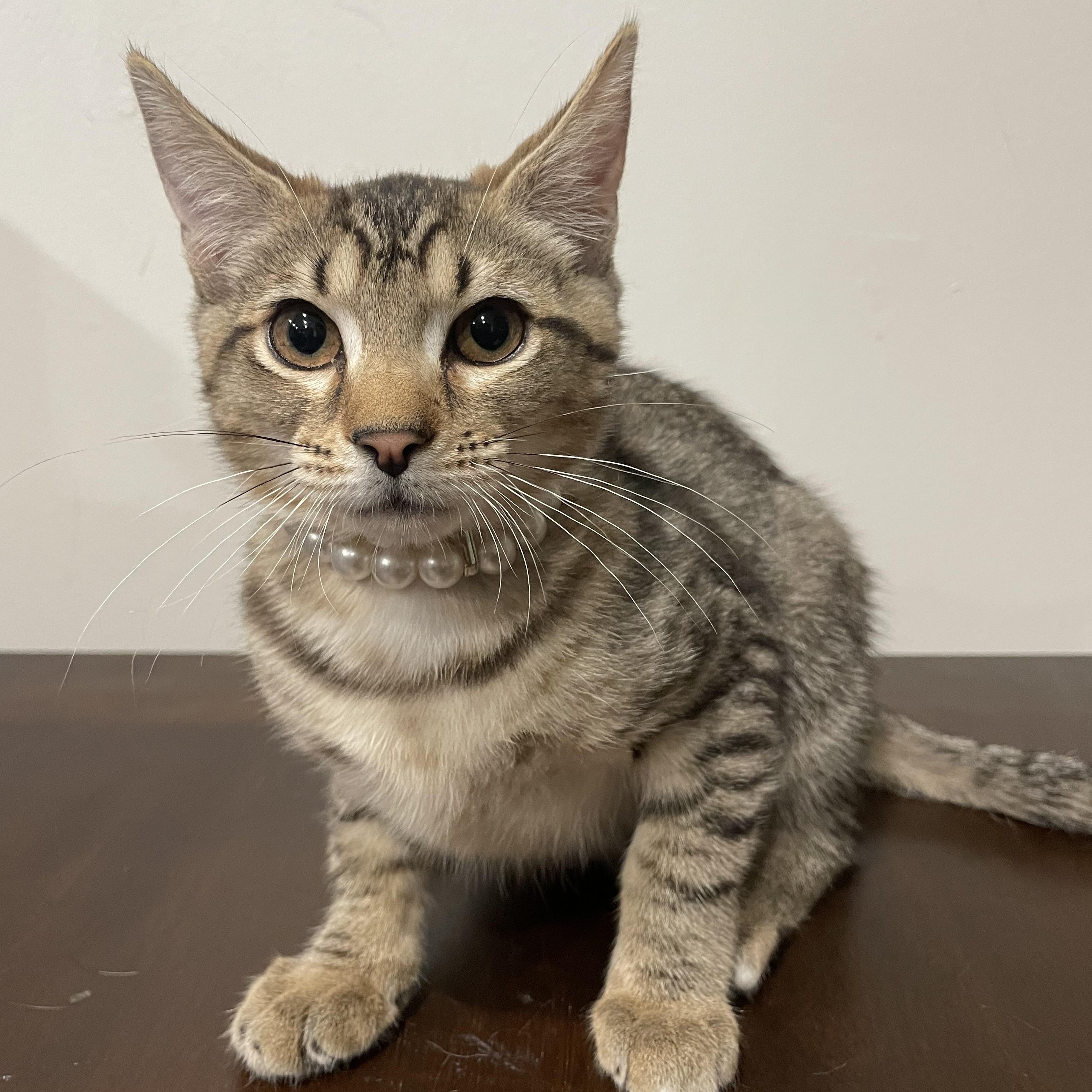Enlarge Kiwi, a ADOPTABLE Domestic Short Hair in Bayside, NY image 5/6
