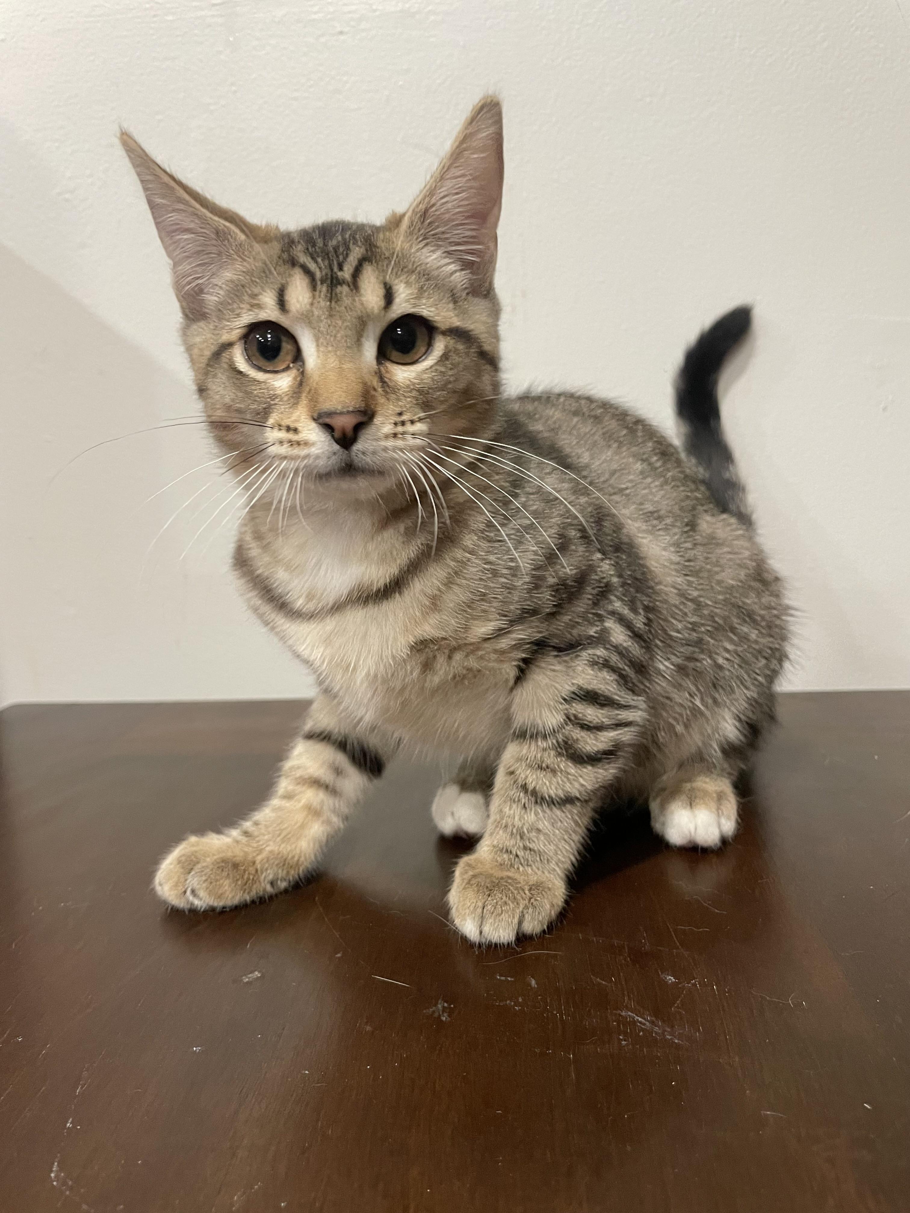 Enlarge Kiwi, a ADOPTABLE Domestic Short Hair in Bayside, NY image 4/6